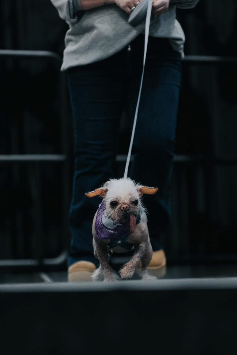 comconwales's tweet image. BARKING MAD ALERT
DOGPOOL is crashing Comic Con Wales! 🐶💥

Sassy. Slobbery. Totally unhinged.
Deadpool’s cutest (and furriest) variant has entered the multiverse…

📸 Snap a pic
🐾 Boop the snoot
🔥 Embrace the chaos

#Dogpool #MarvelMadness