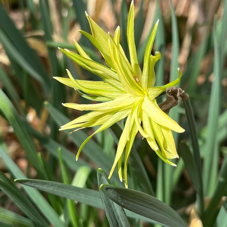 Naturepathway's tweet photo. "Golden splendor unfolds—vivid yellow petals radiating sunshine and warmth 🌼✨ #YellowBloom #NatureGlow #FloralCharm #BotanicalArt" https://t.co/OiBpo16Qgf