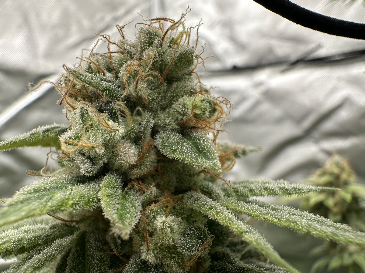justdigthisman's tweet photo. Dirty diesel ⛽️(Sour Diesel BX2 x Dirty Taxi) bred by @SIK3_one💥 https://t.co/7f2hPLMF6F