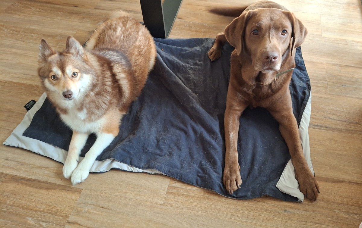 Nalapomsky's tweet photo. Coucou les copains,

J'ai une copine pour le week-end 😍☺️

Hola amigos,

Tengo un amigo para el fin de semana 😍☺️

Hey guys,

I have a friend over for the weekend 😍☺️

#dog #perros #amigos #friends #pomsky #labrador #chienfrance #España https://t.co/OiA0ktIHgy