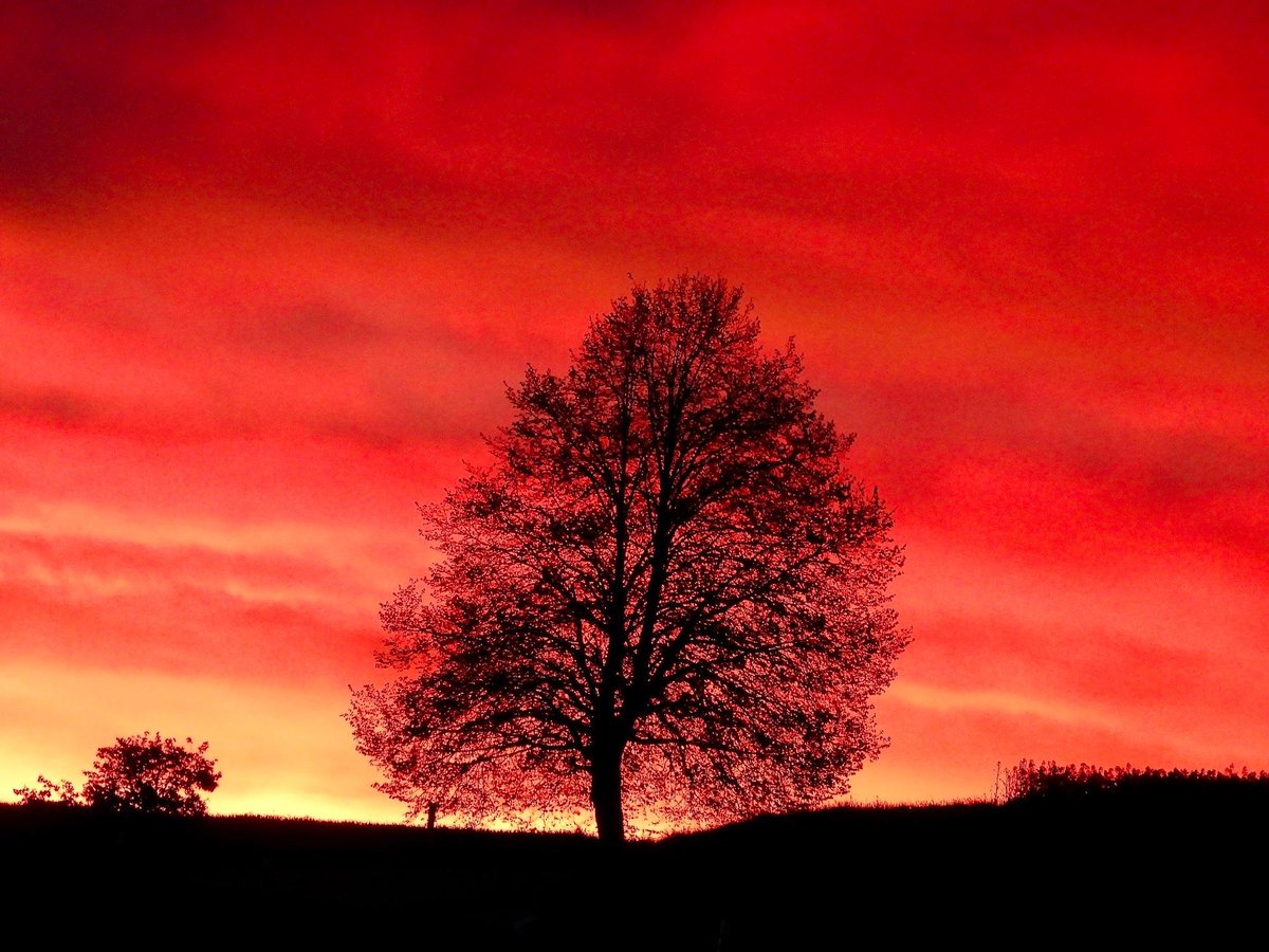 meteoschweiz's tweet image. #Föhn, #Regenbogen und #Morgenrot - all das konnte der Schoggihase unseres Frühdienstmeteorologen beobachten (die Frage ist, wie lange noch? 😉). Die diensthabende Crew wünscht Ihnen schöne #Ostern 🐰
Fotos: Chénens, Küsnacht, Schlans (Quelle: Meteomeldungen / App)