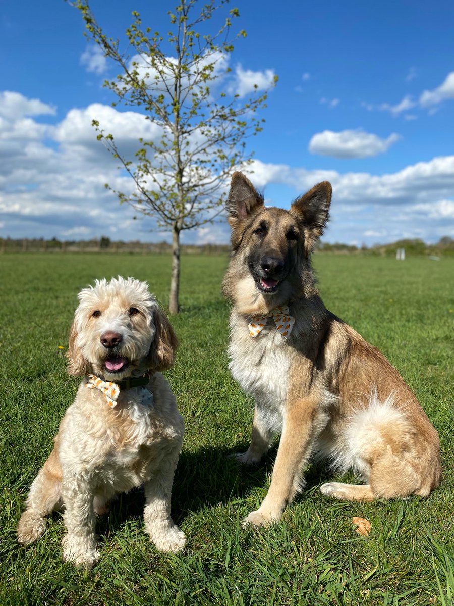 #HappyEaster from our happy friends Buddy and Honey, the sweetest pair of staff dogs of Student Vet Nurse Ellen! 🐰🥕🐶

Big thanks to all the team members who are busy holding the fort and caring for our much-loved patients this long weekend. 💙