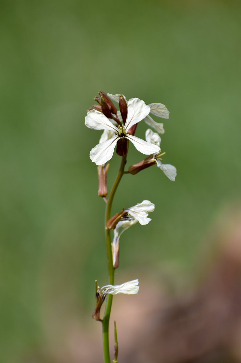 Eruca vesicaria (L.) Cav.
🔗 elrincondelbotanico.es/flora/brassica…