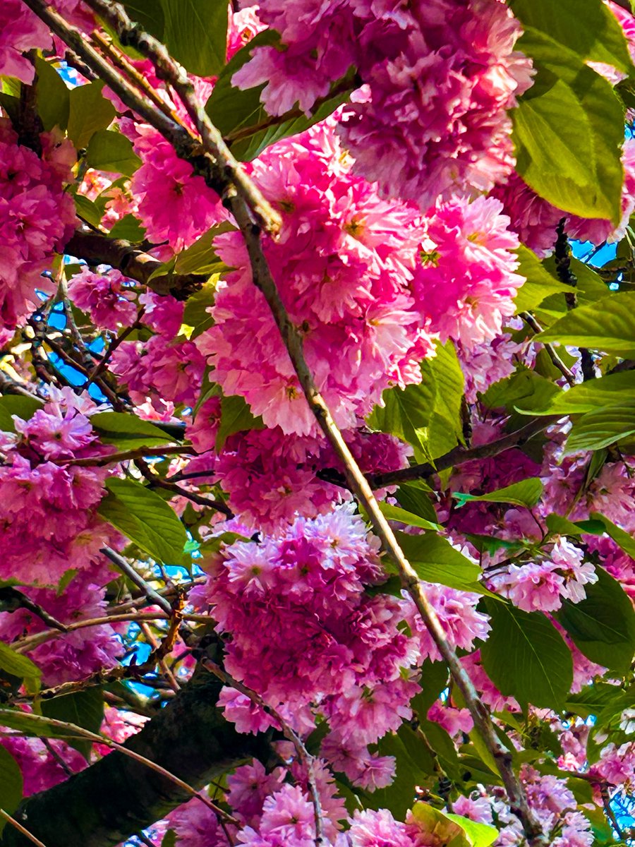 LifeinPhotosJen's tweet image. Love is in full bloom under skies kissed by cherry blossoms 🌸 📸 ☀️ 

#SpringRomance #BlossomLove #PetalsAndPassion #CherryKissed #blossomwatch #nature #naturephotography #springinliverpool #blossomtree