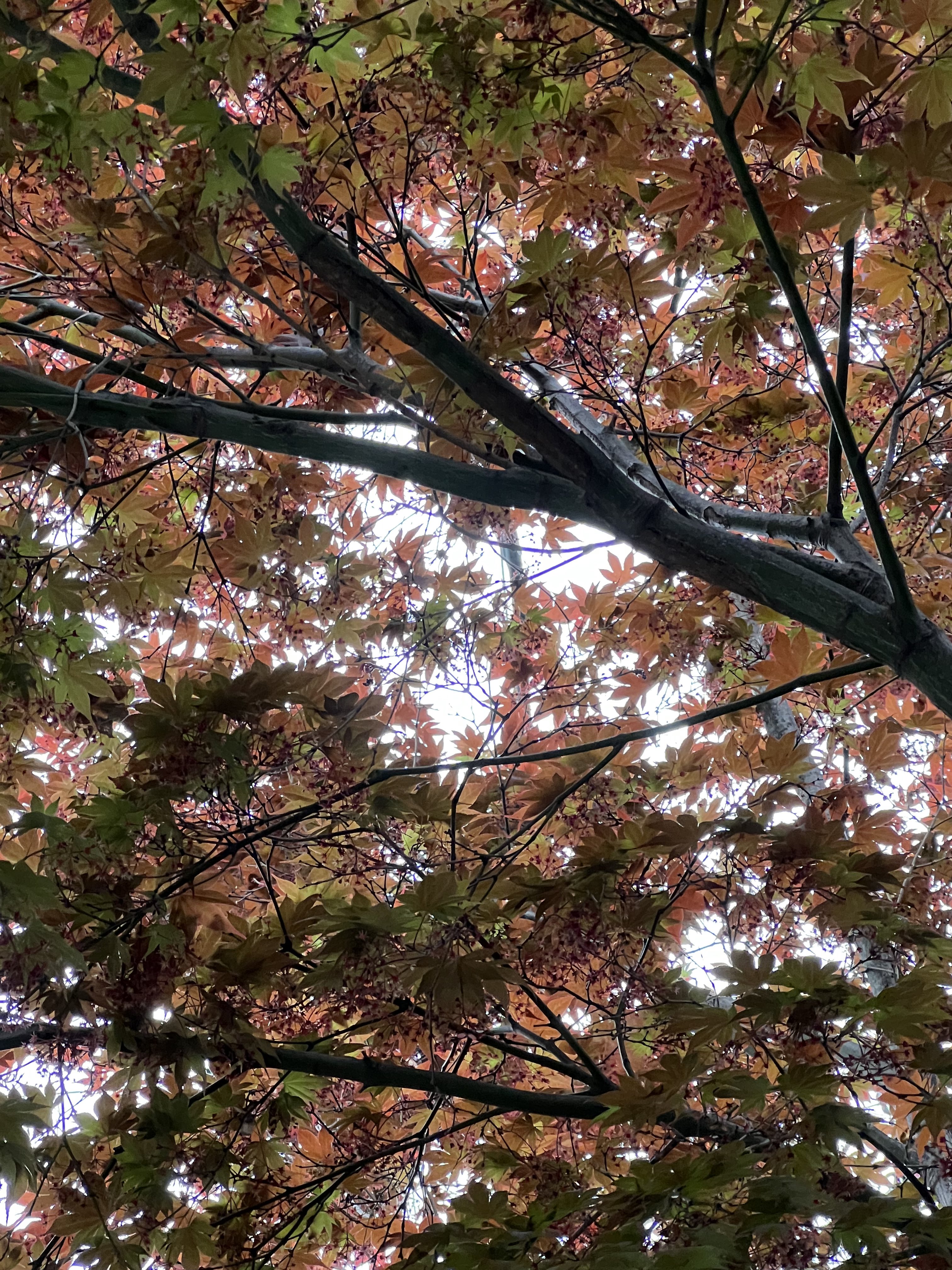 紅茶 姫もみじ 缶 | 瀬戸茶生産組合 kaoru園