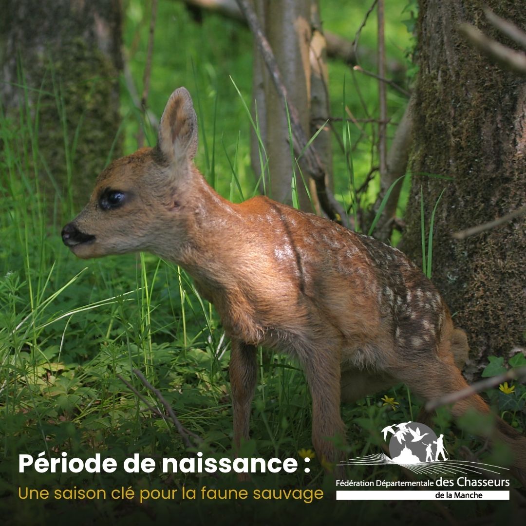 FdcManche's tweet image. 🦌 Le printemps, période clé pour la faune sauvage de la Manche ! Les naissances rendent de nombreuses espèces vulnérables. Tenez vos chiens en laisse en forêt pour protéger la faune. Ne dérangez pas les jeunes animaux !

#FDC50 #Faune #Printemps