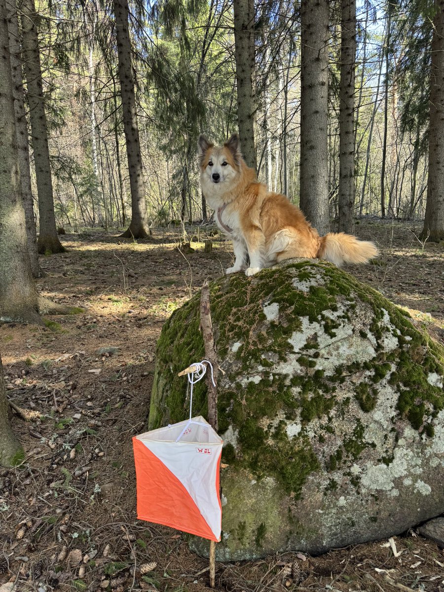 MM- suunnistusten rastivahti Susu jo paikallaan odottamassa kisailijoita kesäisessä Kuopiossa. Tervetuloa!
WOC orienteering flag guard Susu is already waiting the competitiors in Kuopio. Welcome!
#woc #orienteering #kuopio #tahko #luonto #fin5