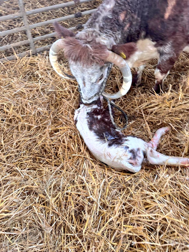 ChasSutcliffe's tweet photo. Tetford Twinkle's calf that was born yesterday afternoon which I gave colostrum to at 9pm has sucked on mum during the night. I've popped his @allflexuk #TST tag in this morning. Tissue sample will go to CISTelford Laboratory for #BVDFree testing. #tetfordlonghorns #calving2025 https://t.co/3OWtRHD9dH