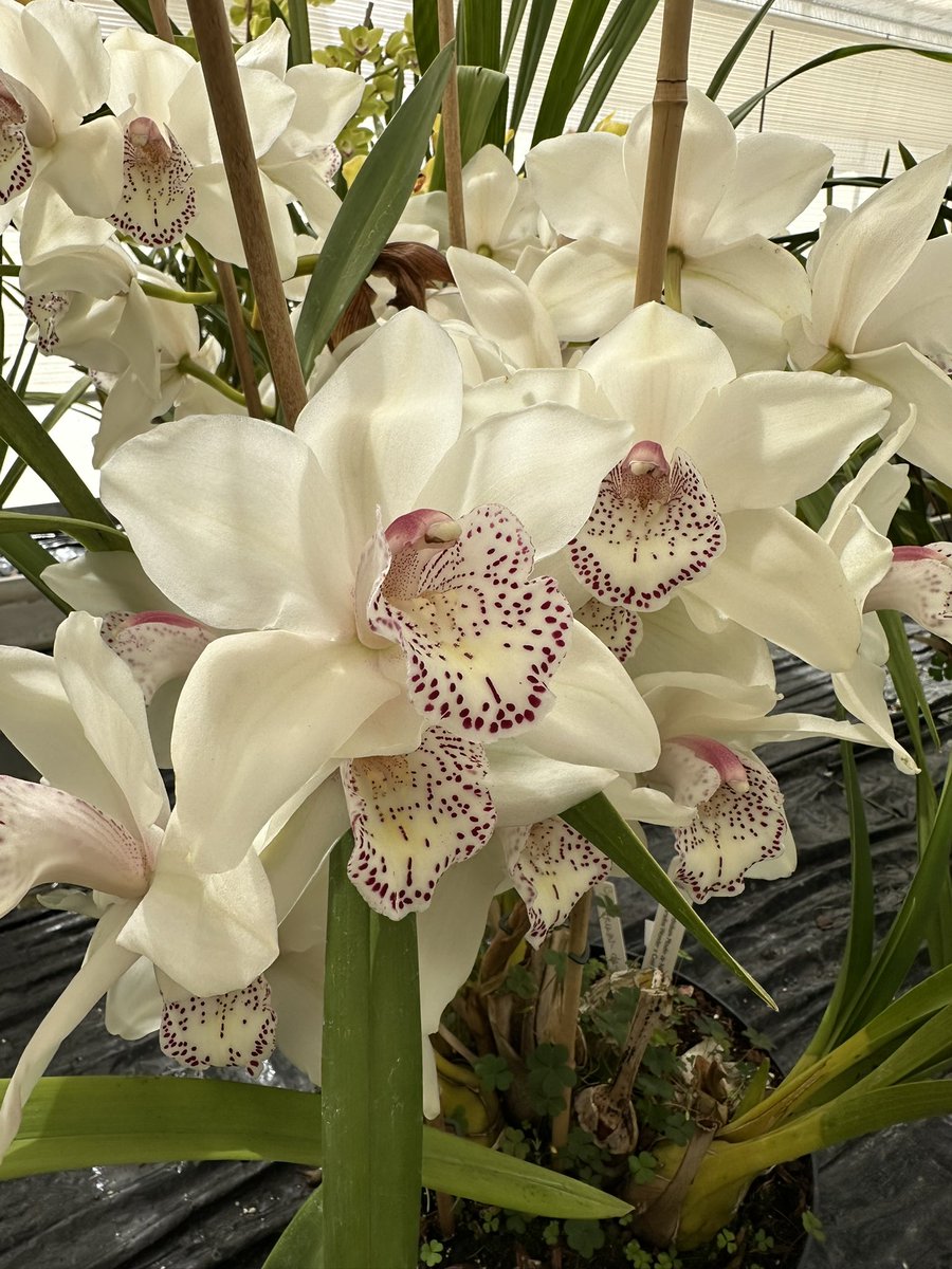 Cymbidium Moulin de Nicholle with gorgeous markings on the lip enjoying the sunshine 🌿

#orchids #orquídeas #nature #conservation