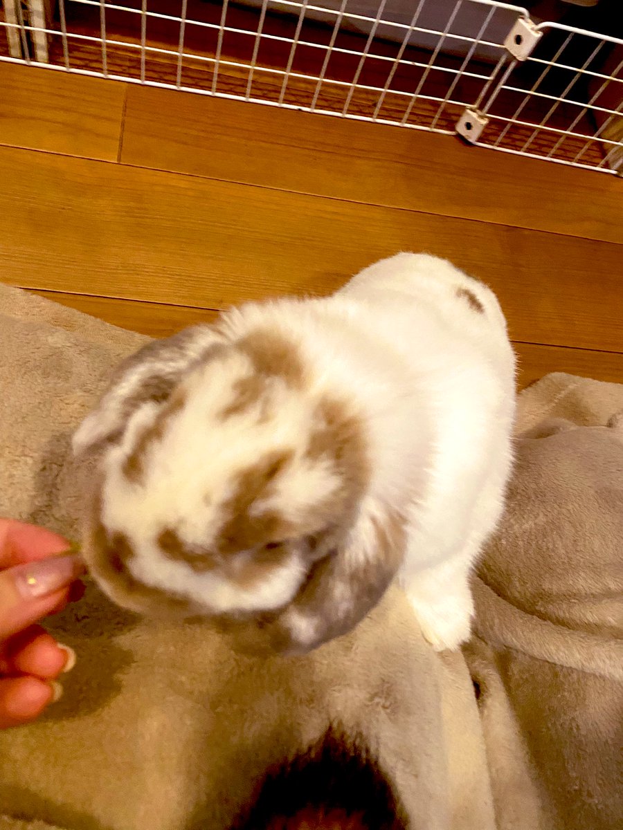 8877abc's tweet photo. ずっと行ってみたかった聖地にも行ってきた。
オヤツあげた🐰ちゃん大人しい子で凄く可愛かった😌 https://t.co/ZOAoi1tqf3