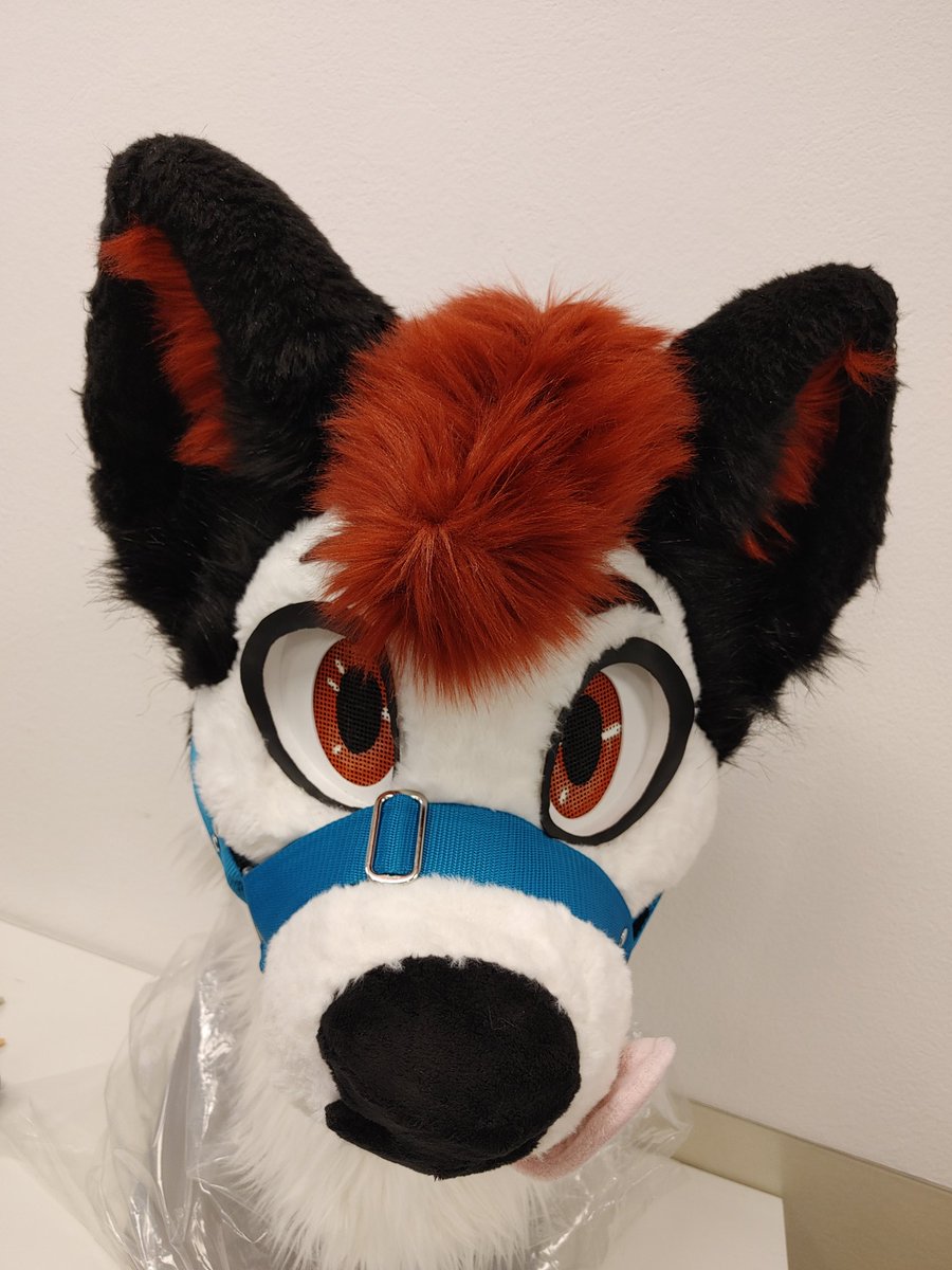 Jack the Husky tweet media