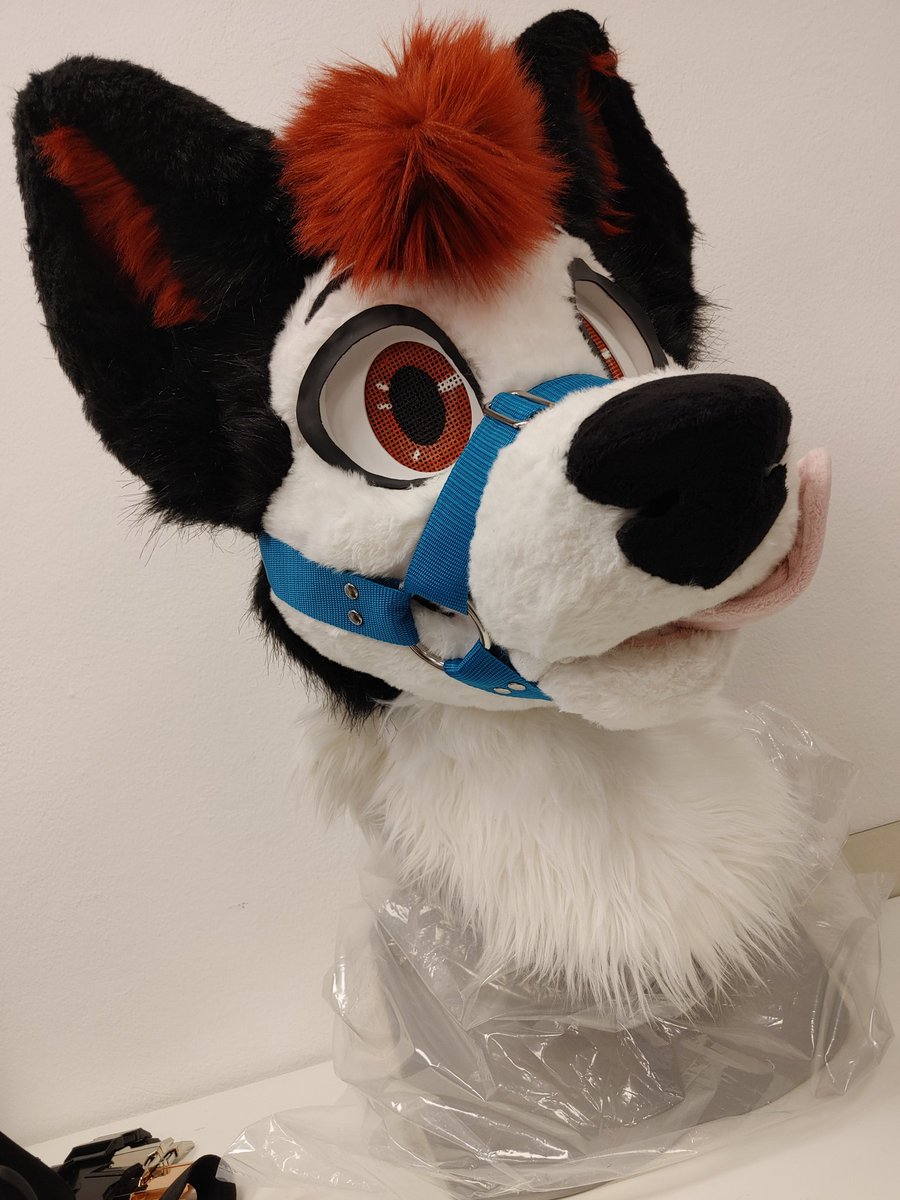 Jack the Husky tweet media