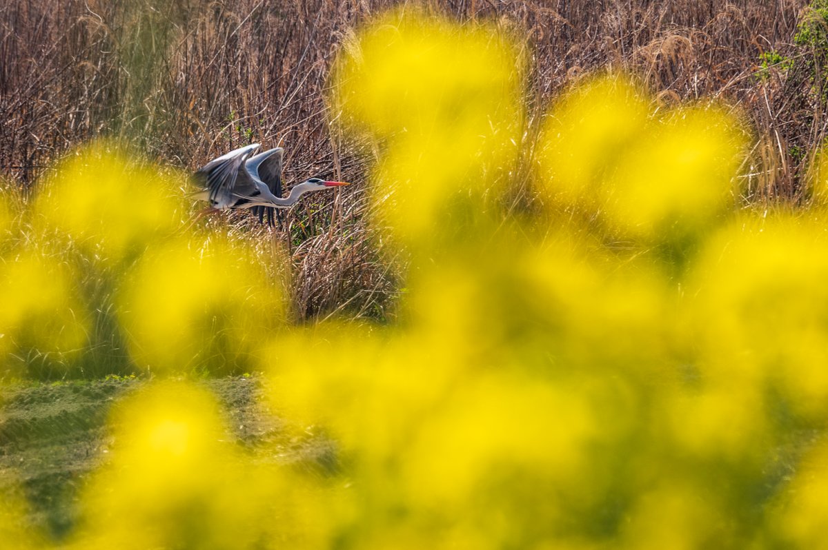 kurumaebi_aio's tweet photo. 春のアオサギ
#nikon #D780 #photography #写真 #山口市 #菜の花 #canola #bird #helon #アオサギ #野鳥 https://t.co/rOW1HBIlnd