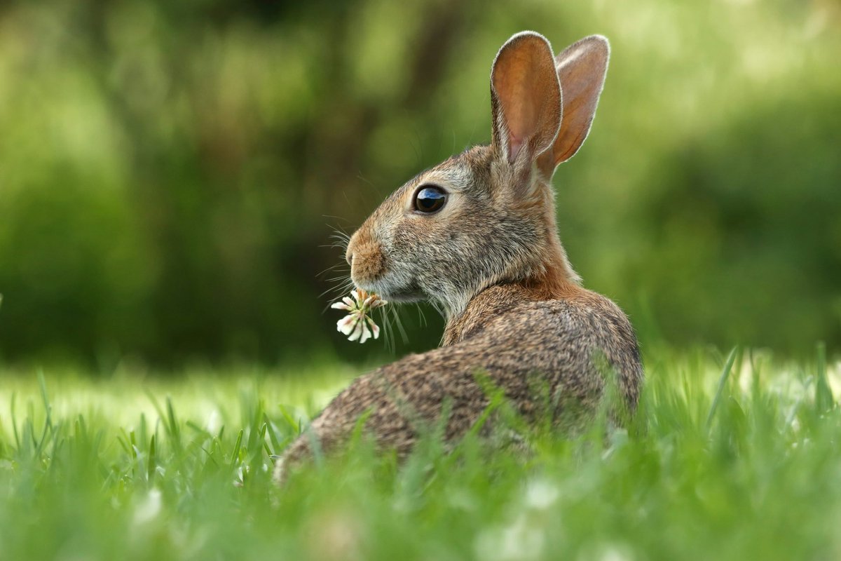 Pasg Hapus Pawb #HappyEaster We hope the Easter Bunny has been kind 🥚🥚🥚🥚goodwash.co.uk
