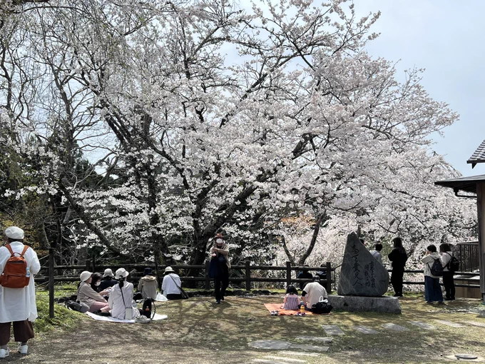 妹&姪っ子ちゃん達とお花見をしながら、お昼は「やっこ」さんの柿の葉寿司をいただきました塩気がしっかりとある鯖と鮭に、甘めのシャリがよく合います 