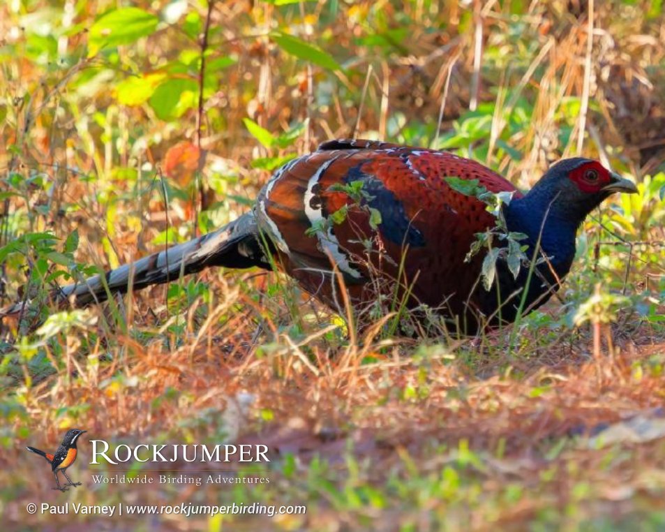 NEW TRIP REPORT POSTED!

Paul Varney and his guests have just returned from a fantastic Thailand Asian Birding at its Best tour! Read more about their sighting of this Mrs Hume’s Pheasant and many more in his Trip Report on our website. 

rockjumperbirding.com/tripreports/de…