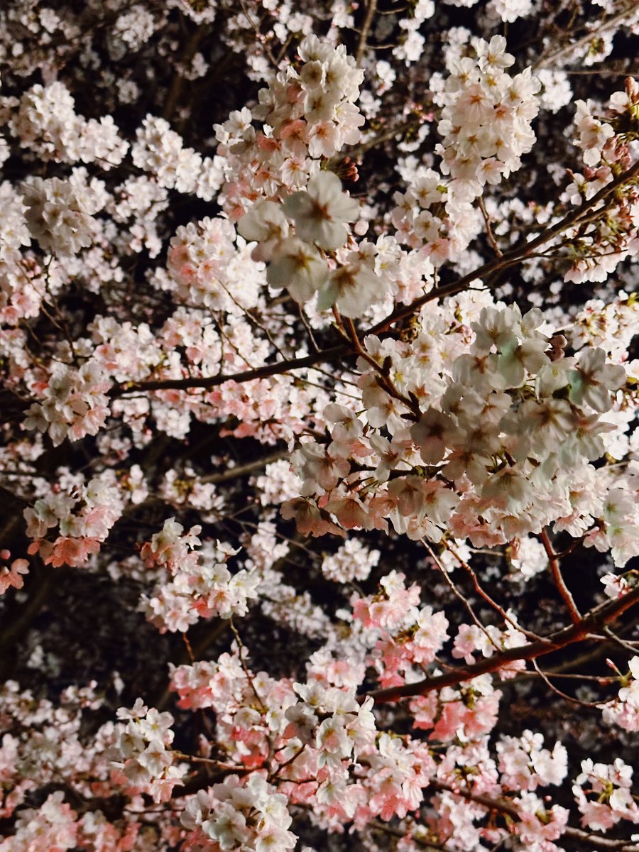 Q_bohinj's tweet photo. 위즈파크에 야구보러 오시는 분들 바로 옆 만석공원에서 벚꽃 구경하고 가세요 https://t.co/2x5ffBb6Ka