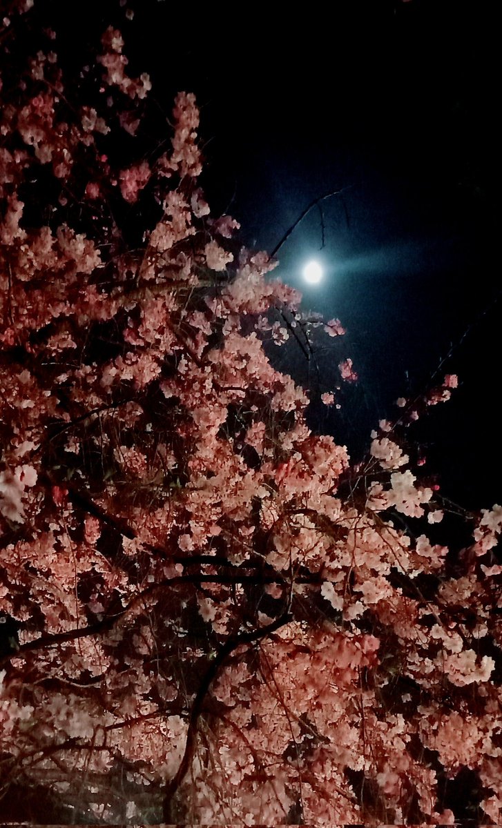Shara_Shinryu's tweet photo. 月と夜桜 https://t.co/tAGsyhky0W