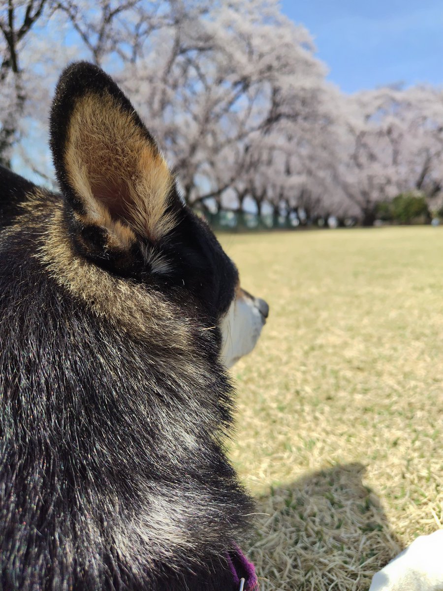 yipo121's tweet image. #柴犬の日