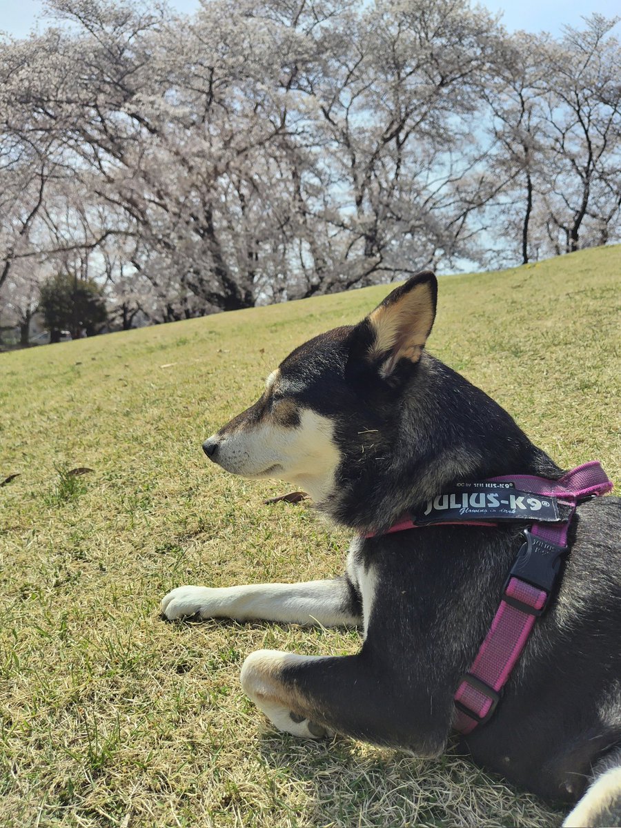 yipo121's tweet image. #柴犬の日