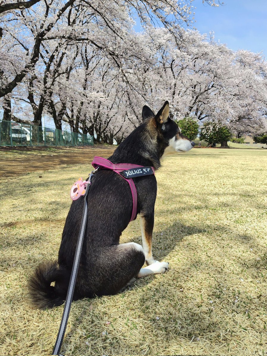 yipo121's tweet image. #柴犬の日