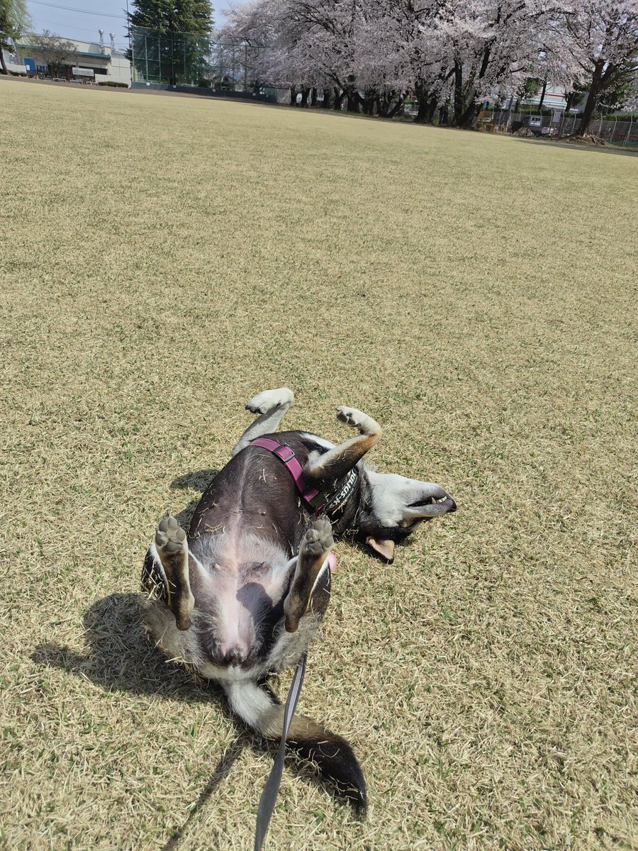 yipo121's tweet image. #柴犬の日