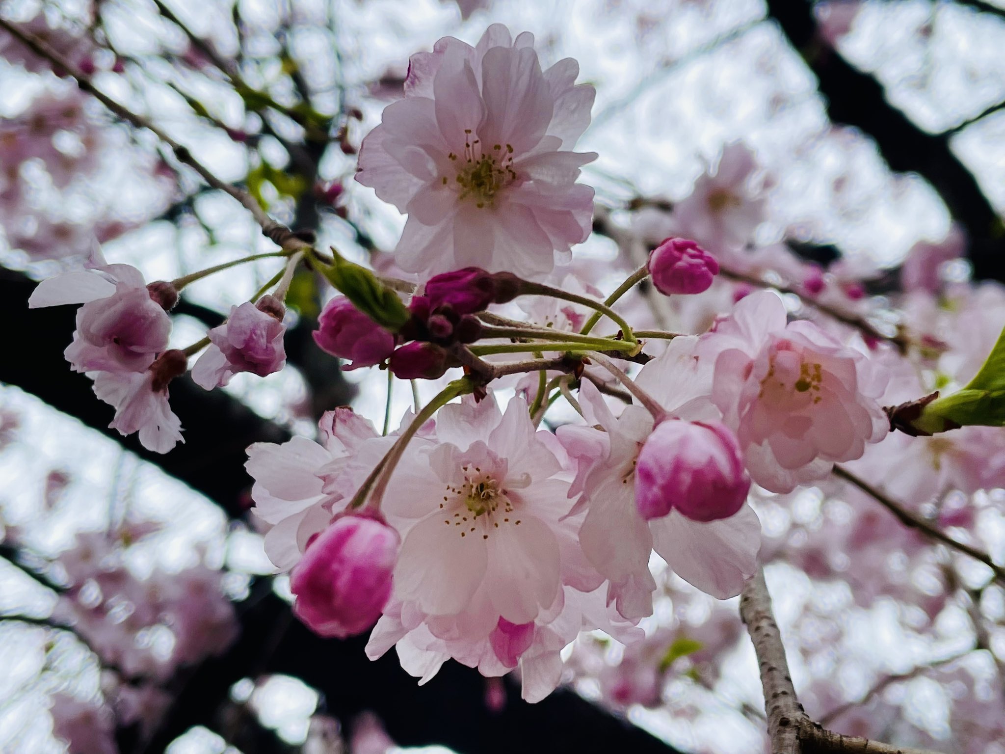 【桜子ページ】おまとめ4点(5点) 大久保桜子 切り抜き 8ページ A4サイズ - メルカリ