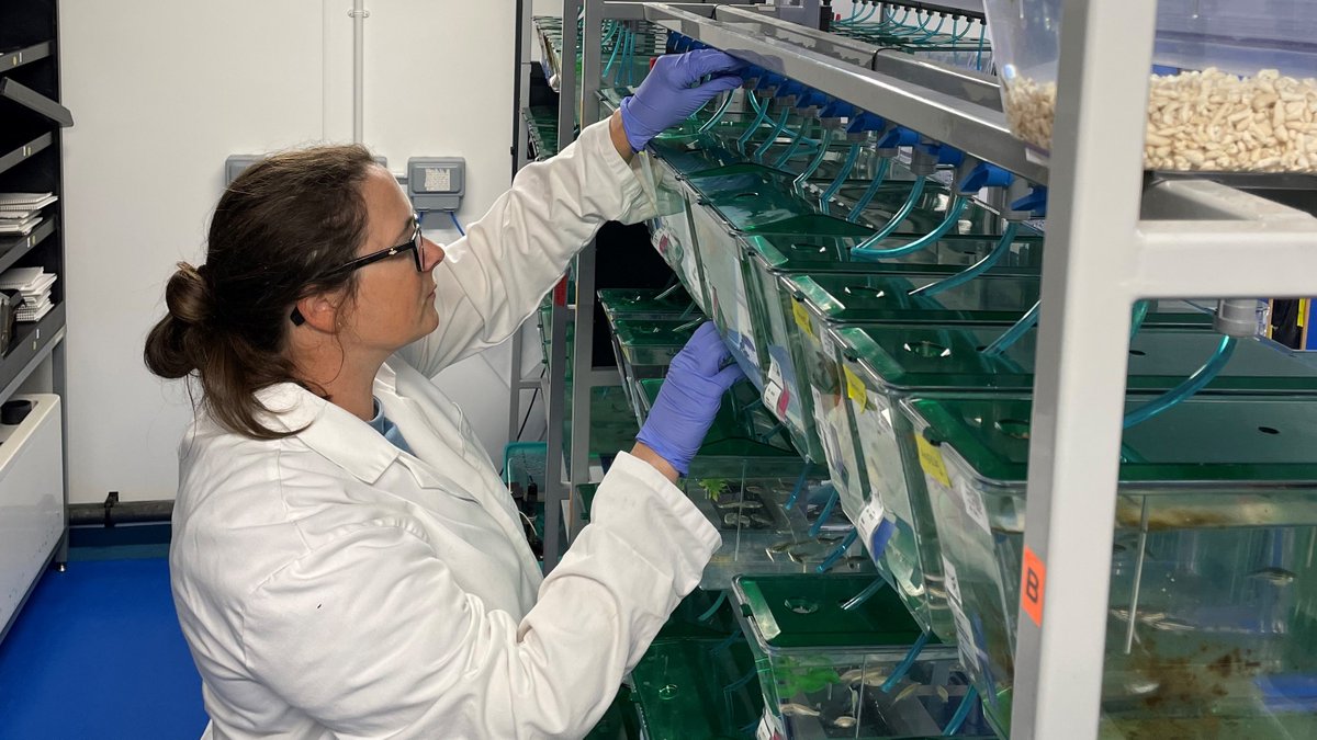 Prif_Abertawe's tweet image. 👏🎉Llongyfarchiadau i Dr Emma Kenyon sydd wedi cael grant Springboard @acmedsci am ymchwil i sut i atal colli clyw a achosir gan wrthfiotigau.

➡️ bit.ly/4jjsgdD

#Springboard25