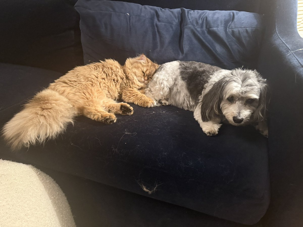 MooseTapper's tweet image. Clementine has a new sister whether she wants one or not 😝 💕