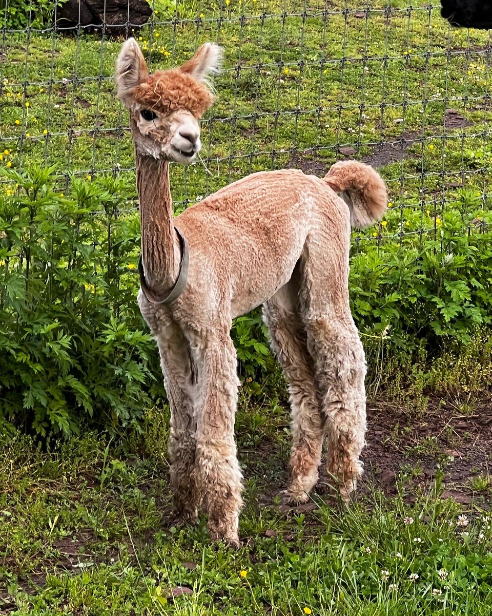 Jazzysplash's tweet photo. The day he arrived: small, emaciated and barely aware of anything https://t.co/szQVqIsVbj