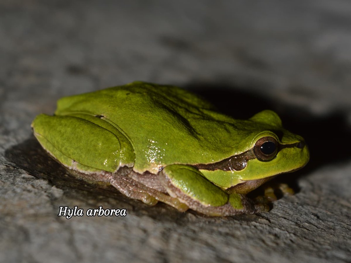 bhhu_atra's tweet photo. Iako je ovih dana vrijeme tmurno i kišovito ☁️☔, uspjeli smo iskoristiti pogodan trenutak za obavljanje terenskih istraživanja herpetofaune. Zabilježili smo 11 vrsta (6 vrsta gmizavaca i 5 vrsta vodozemaca) a uz ljepše vrijeme očekujemo i bilježenje novih vrsta. https://t.co/UW5IF8rgmy