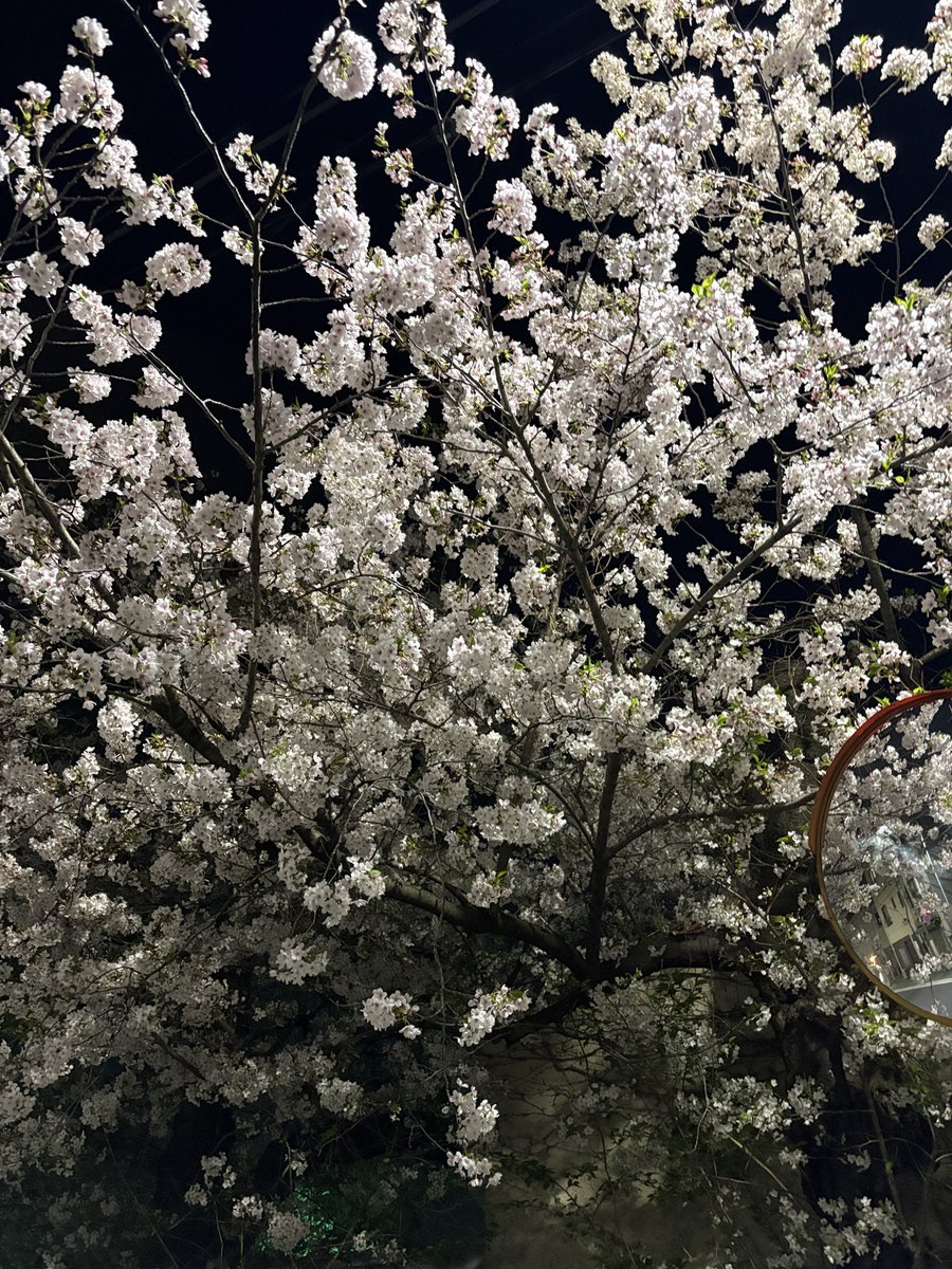 tmjtk3's tweet image. 夜桜

#夜桜 #桜 #花見 

tmj-tk.com