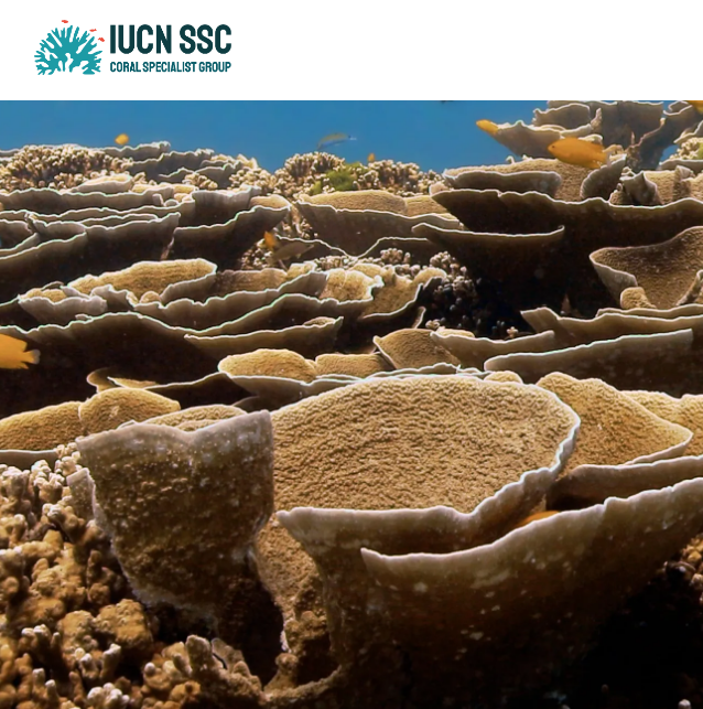 Dr. C. Isabel Nuñez Lendo (@nunezlendo) on Twitter photo 🪸With 44% of reef-building #corals at risk of #extinction <a href="/IUCNssc/">IUCN Species Survival Commission</a> <a href="/coralspecgroup/">Coral Specialist Group</a> is uniting top experts to transform #science into action.Our new website offers extinction RAs, policy strategies & resources to protect coral #biodiversity worldwide🌎🤝 iucncoralsg.org 🪸With 44% of reef-building #corals at risk of #extinction <a href="/IUCNssc/">IUCN Species Survival Commission</a> <a href="/coralspecgroup/">Coral Specialist Group</a> is uniting top experts to transform #science into action.Our new website offers extinction RAs, policy strategies & resources to protect coral #biodiversity worldwide🌎🤝 iucncoralsg.org
