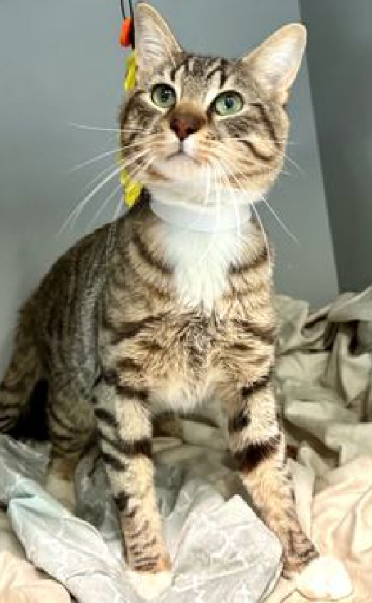 🆘🆘 SAGE, 1 YO,  MALE–  IN MANHATTAN ACC - came into the shelter as an owner surrender on 3/7/2025, with the surrender reason stated as person circumstance- death of owner.  🆘🆘 😿 😿 😿 😿

➡️ TBD 4/10/25

➡️ JUST A BABY

➡️ TOO LOW ON PLEDGES TO STIMULATE RESCUE INTEREST

➡️