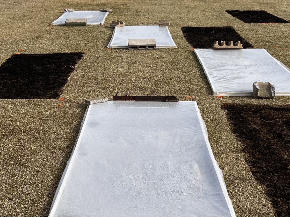FarmerChahal's tweet image. IPM-Physical control for large patch in Zoysiagrass.
Treatments:
1. Burning of dormant zoysiagrass
2. Solarization (using transparent plastic cover)
3. UV-C radiation
Let's see how it goes!!
@HutchensWendell @ArkansasTurf @uarkhort
#largepatch #turfgrass #pathology #ARturf #UArk