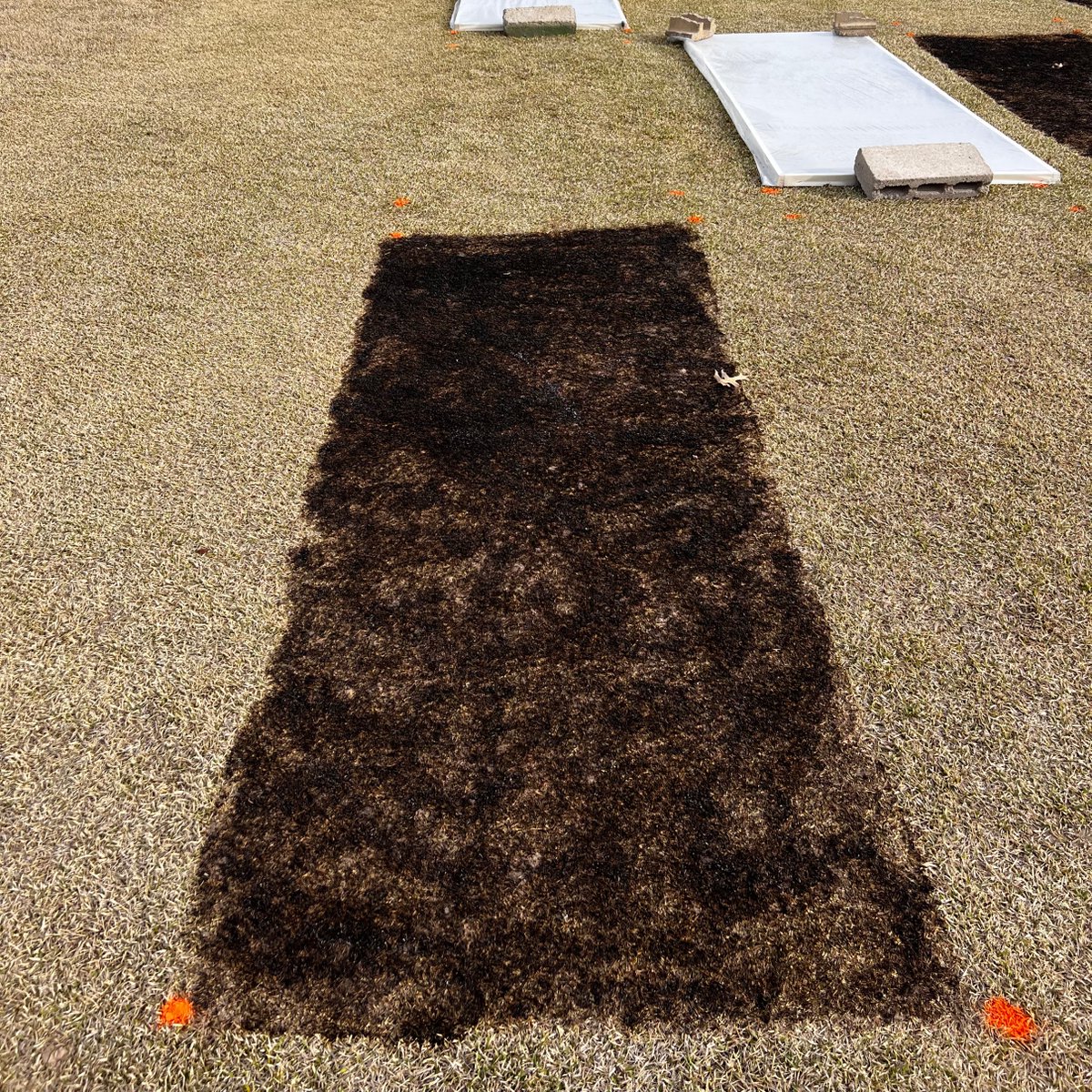 FarmerChahal's tweet image. IPM-Physical control for large patch in Zoysiagrass.
Treatments:
1. Burning of dormant zoysiagrass
2. Solarization (using transparent plastic cover)
3. UV-C radiation
Let's see how it goes!!
@HutchensWendell @ArkansasTurf @uarkhort
#largepatch #turfgrass #pathology #ARturf #UArk