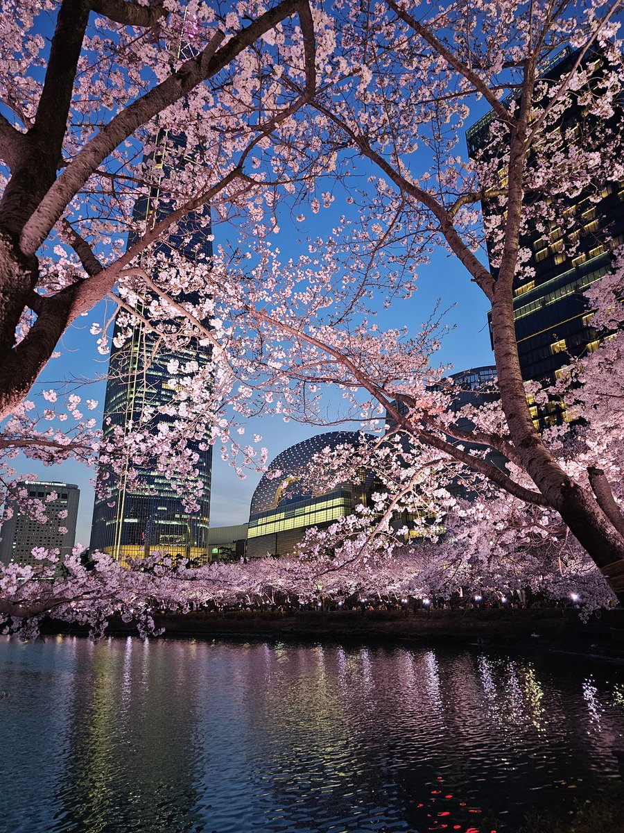 minos95's tweet image. 잠시 동네 마실

사쿠라 구경 좀