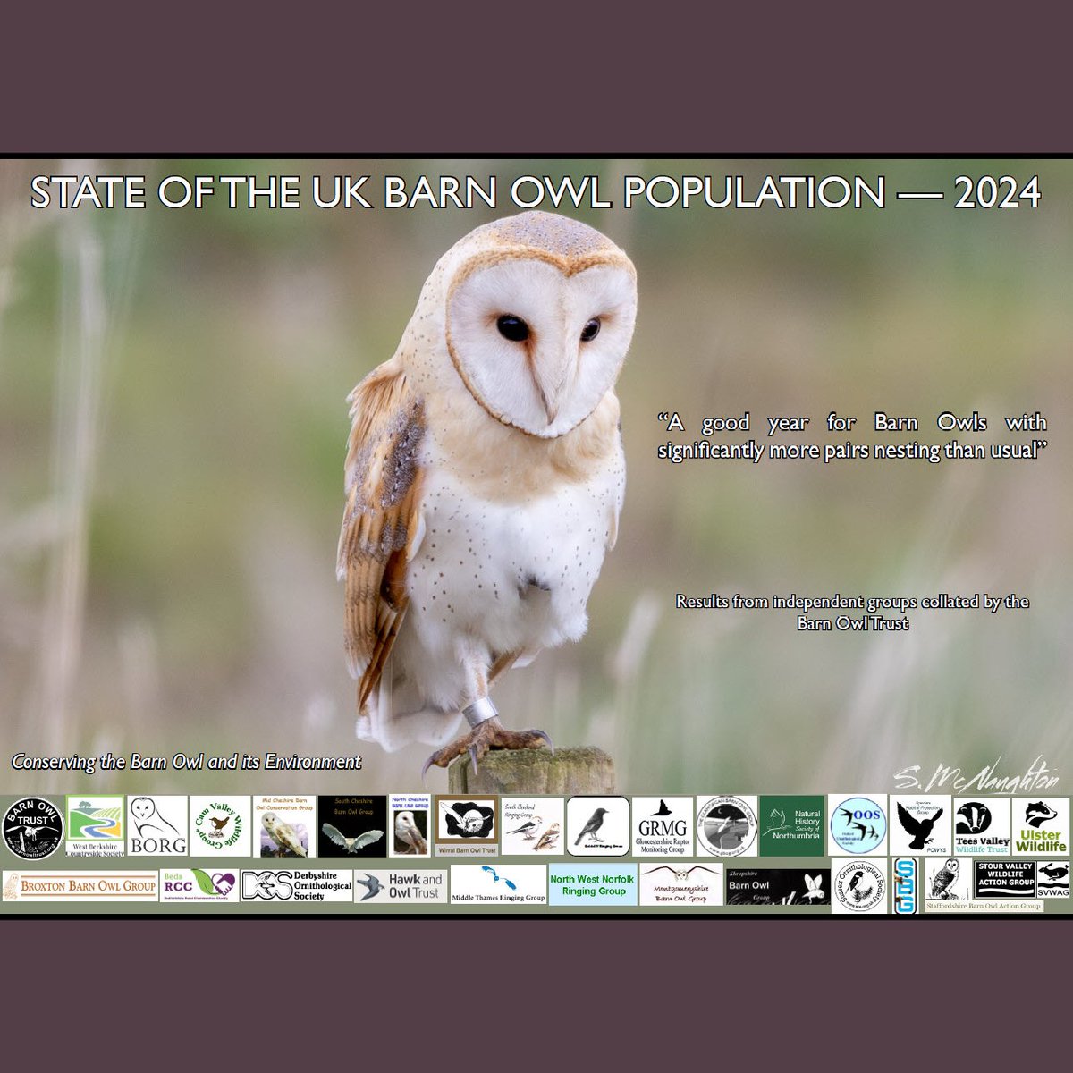 Data suggests that 2024 was a relatively good year for Barn Owls across the UK! 🙌🦉

If you'd like to read more, you can download the full State of the UK Barn Owl Population (SOUKBOP) report here 👀barnowltrust.org.uk/barn-owl-facts…

Here's hoping for another good year for Barn Owls! 🤞🥰