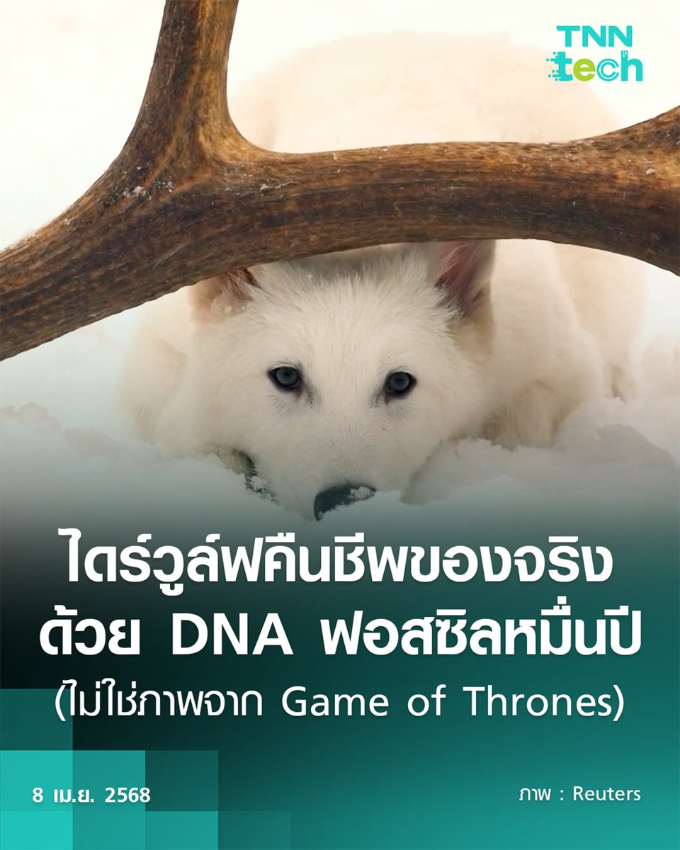 TnnTech's tweet photo. ใครอยากรู้ว่าวิธีการฟื้นคืนชีพ #หมาป่า #ไดร์วูล์ฟ #Direwolf หมาป่าในตำนาน ที่สูญพันธุ์ไปแล้วกว่า 12,500 ปี ว่าทำอย่างไร อ่านต่อในนี้ https://t.co/W5ndKBIbPV https://t.co/z2c5SvyS5L