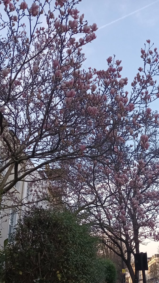rozzzy7's tweet photo. I thought I came here for the winter, turns out spring was the real deal 🥹🌸 https://t.co/zomfAdc896
