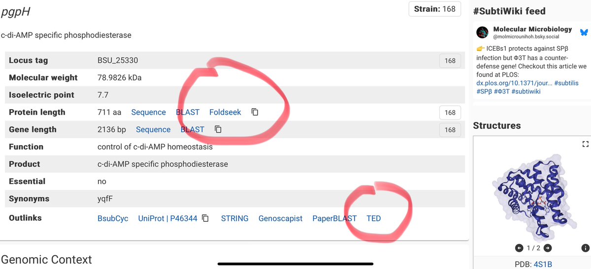 Jörg Stülke (@jorgstulke) on Twitter photo Cool new features in SubtiWiki:
You can now do a Foldseek search with any B. subtilis protein against the whole Foldseek database.
Moreover, <a href="/c_elfmann/">Christoph Elfmann</a> has added the TED database to Outlinks. There you will see which conserved folds are present in the selected protein! Cool new features in SubtiWiki:
You can now do a Foldseek search with any B. subtilis protein against the whole Foldseek database.
Moreover, <a href="/c_elfmann/">Christoph Elfmann</a> has added the TED database to Outlinks. There you will see which conserved folds are present in the selected protein!