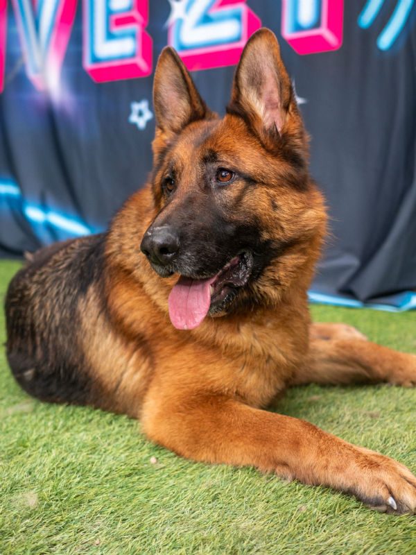 gsrescueelite's tweet photo. Poppy will be 2 in July and she was picked up as a stray, Poppy is a friendly girl who can live with older kids and hasn't been bothered by other #dogs at the kennels 
#germanshepherd #Cornwall 
https://t.co/NTzBPjmRkh https://t.co/BAplVyiNy8