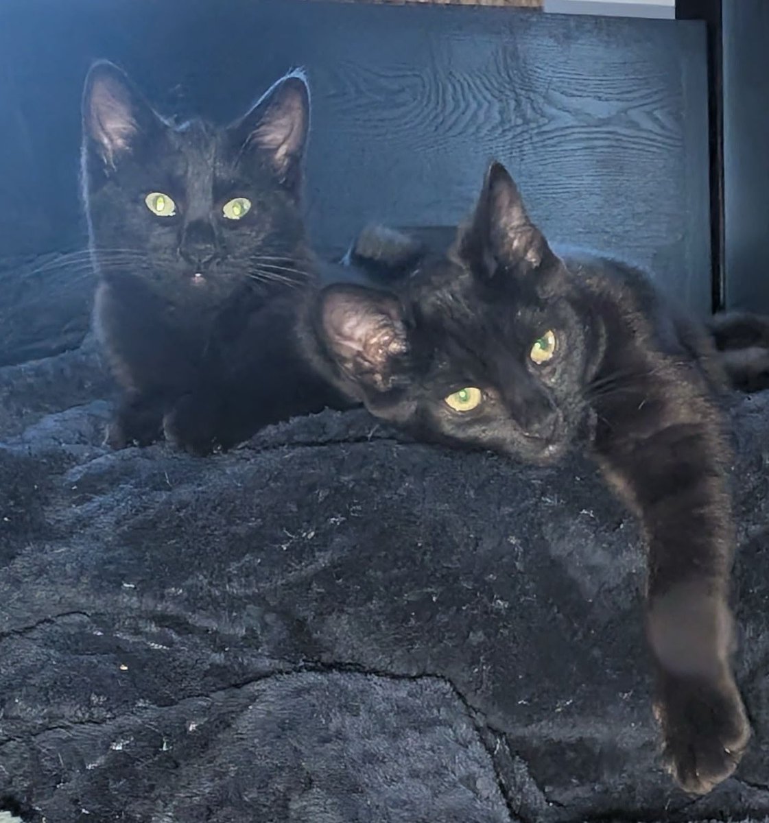 Hej to my Silver I Pearl. Jesteśmy już duże i z niecierpliwością czekamy aż ktoś nas pokocha. Lubimy się bawić i baraszkować, będziemy Twoimi nsjlepszymi przyjaciółmi już na zawsze, tylko daj nam szansę..

Centralny Londyn ale możliwy jest transport w UK

Kotki proszą o RT