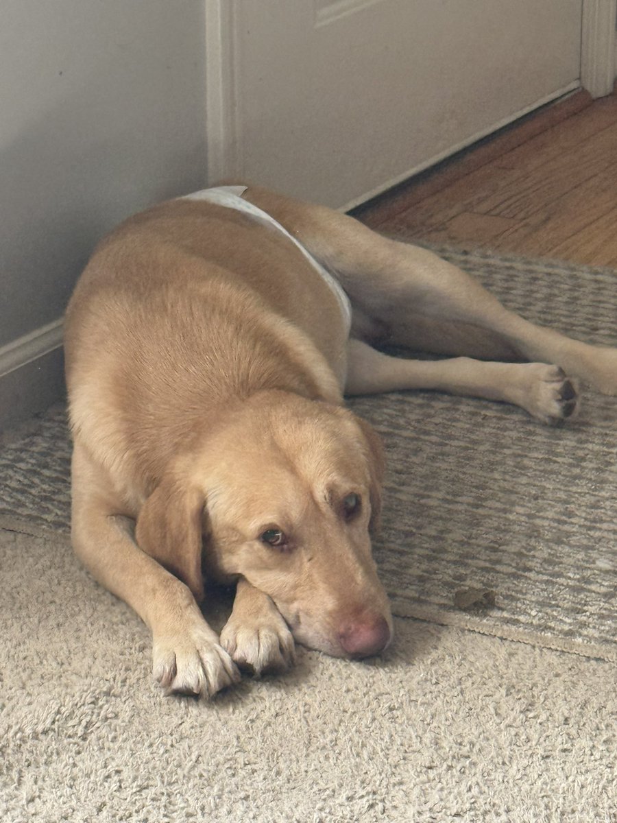 This is Odie, we are fostering him through Peak Lab Rescue in the Raleigh area. He a sweet boy and is great with other dogs, very calm, doesn’t jump or bark. He is going blind in one eye and will eventually have it removed. He’s a very small yellow lab. If you or anyone you know