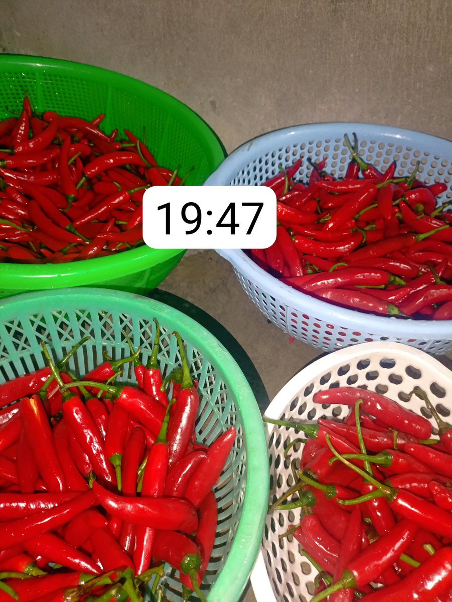 Xong một ngày vất vả. Nguyên liệu em lựa từng trái nên anh chị cứ yên tâm 🤗🤗