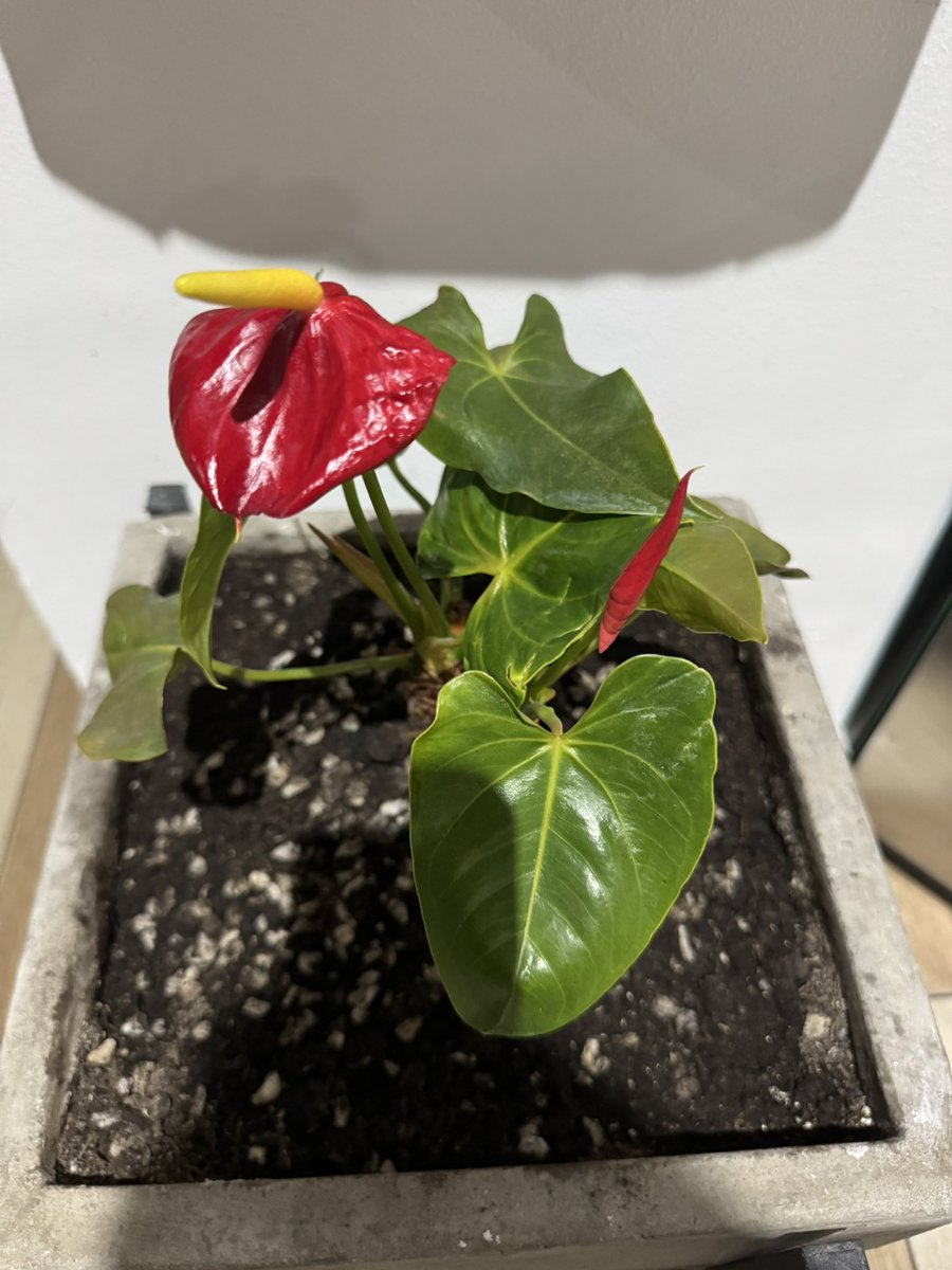 CariLeguizamon's tweet image. #wordoftheday #strive make great efforts to achieve or obtain something