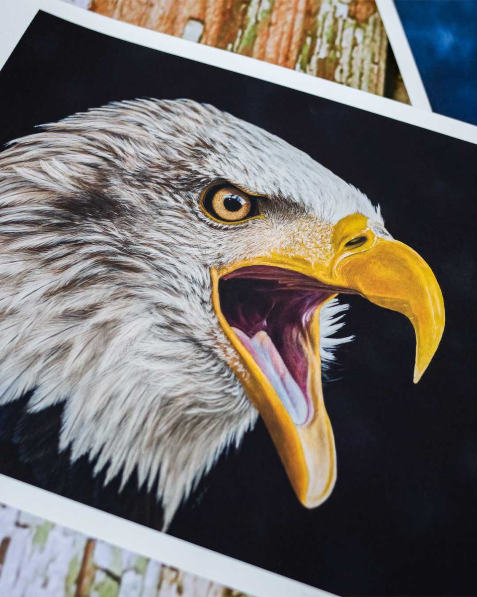 It’s hard not to be in awe of these amazing birds, isn’t it? The bald eagle! ❤️I’m so happy to have this painting now available as a fine art print. The prints quite honestly look gorgeous! If you fancy this face on your wall, visit the link in my profile to grab yourself one 😊