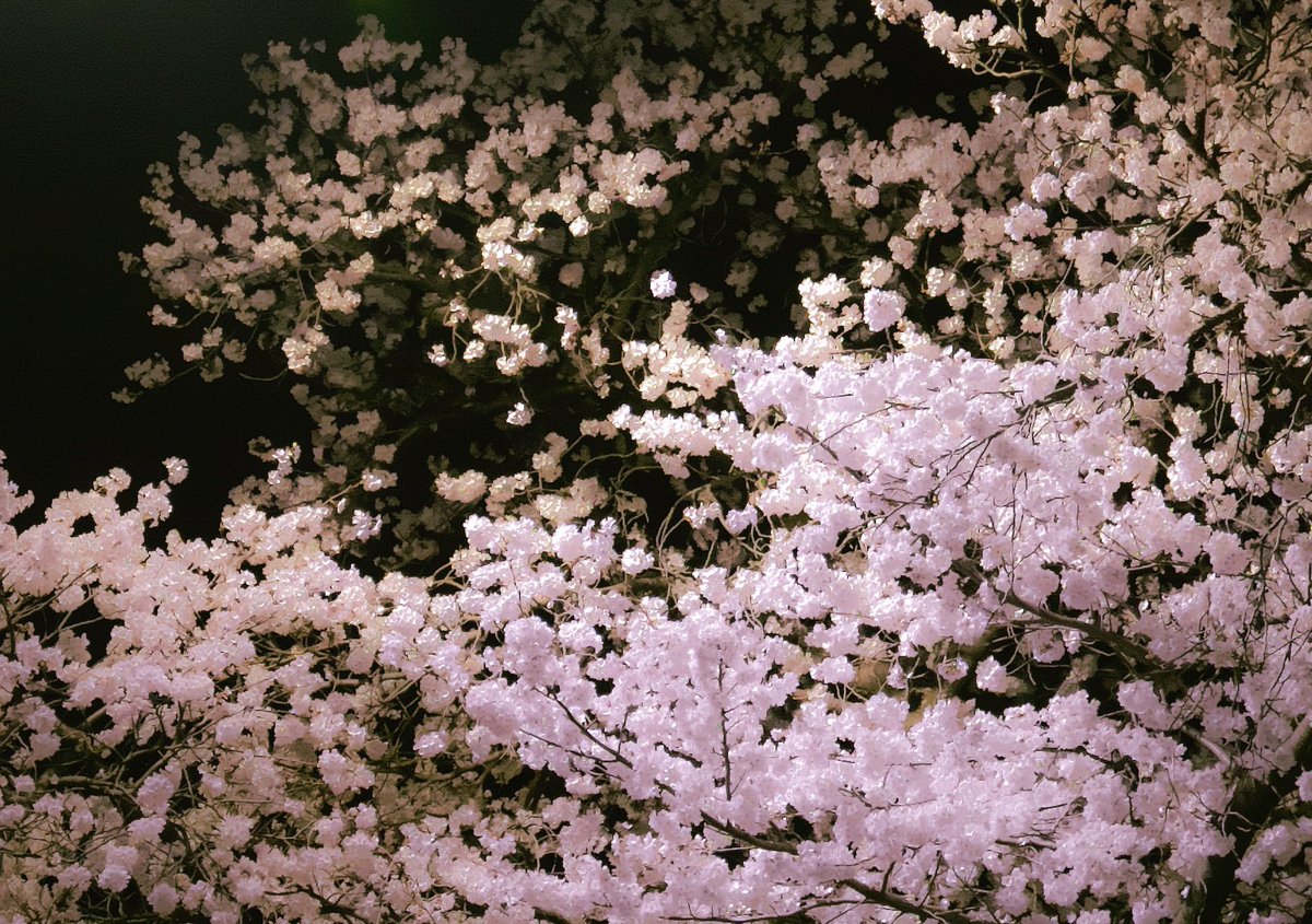 of__rasha's tweet photo. 밤산책하자는 말이 고백으로 들리는 시기니까 조심합시다 : https://t.co/bQpYkLnmb9