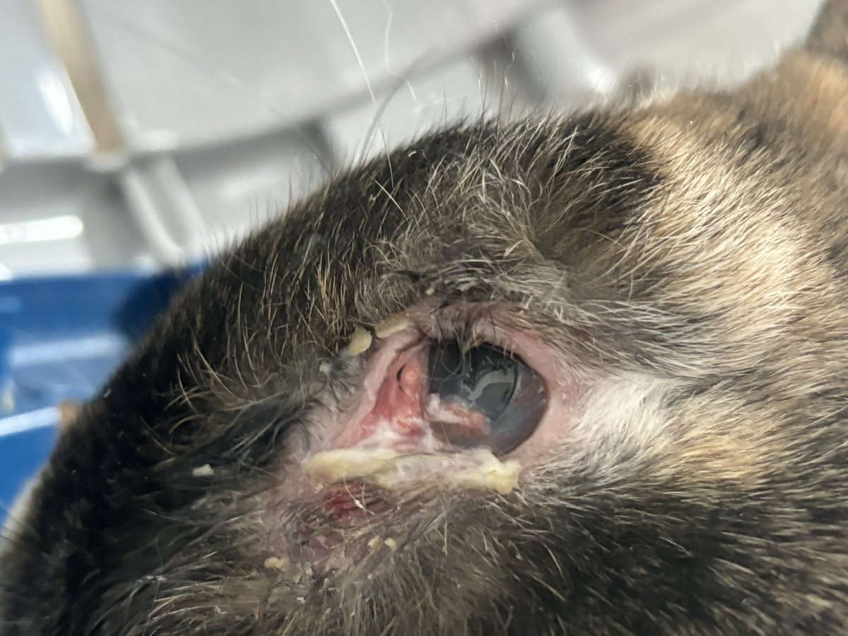 carrotcottagerr's tweet photo. These guys have just arrived at the rescue. One has what appears to be an untreated dental abscess that  has erupted into the eye. We need your help, a follow, a comment, a repost or a donation if you can really helps us save bunnies like this. ❤️

https://t.co/SmfKotmLSD

https://t.co/JW6DfkxwBk