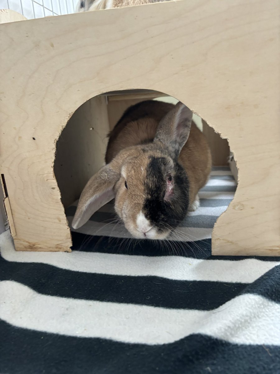 carrotcottagerr's tweet photo. These guys have just arrived at the rescue. One has what appears to be an untreated dental abscess that  has erupted into the eye. We need your help, a follow, a comment, a repost or a donation if you can really helps us save bunnies like this. ❤️

https://t.co/SmfKotmLSD

https://t.co/JW6DfkxwBk